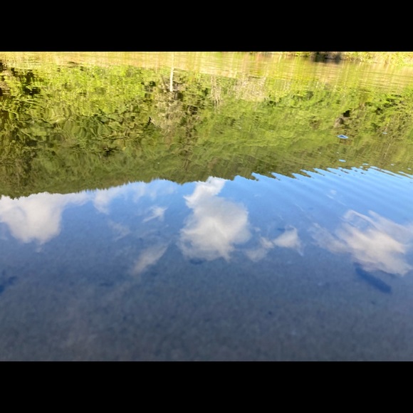 Meet your Posher, Bella - Picture 5 of 7